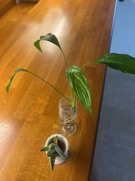 Photo of free Peace lily and one other rooted and ready to plant (Broadward HR6) #1