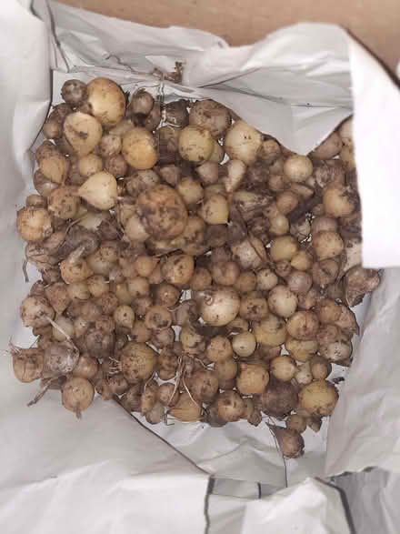 Photo of free Allium bulbs (Moxley DY4) #3