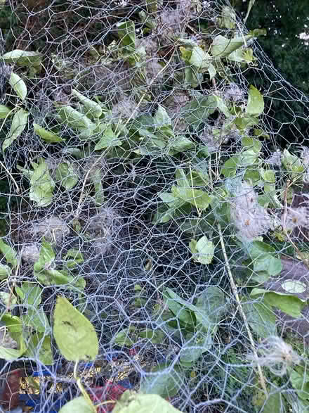 Photo of free Chicken wire (Pensford) #1