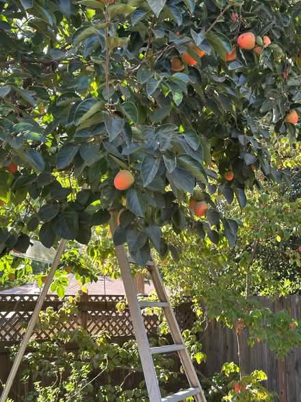 Photo of free Persimmons for Baking (UCD Med Ctr Sacto) #1