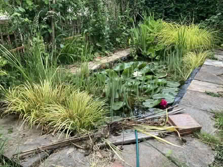 Photo of free Pond plants and Snails (Howey LD1) #1