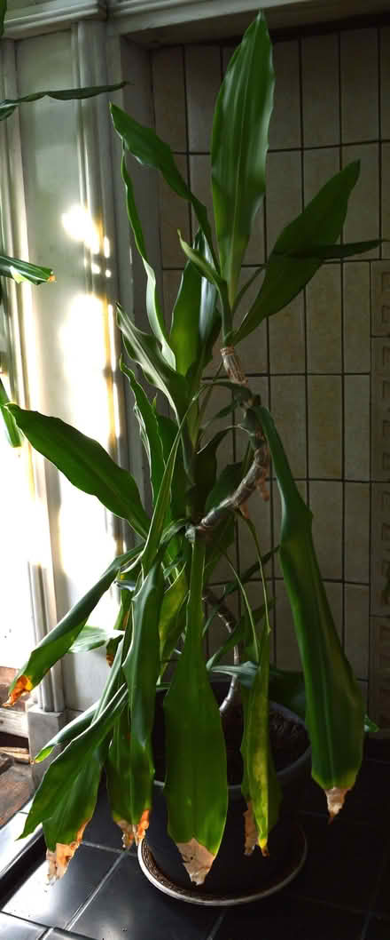 Photo of free House plants (Newington EH9) #1