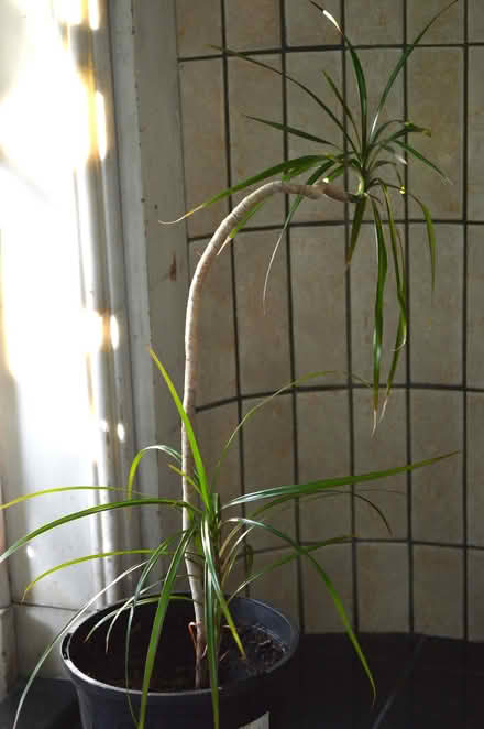 Photo of free House plants (Newington EH9) #3