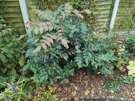 Photo of free 3 x evergreen garden shrubs (Burntwood WS7) #2