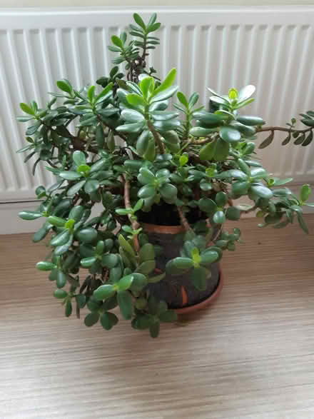 Photo of free Two money plants wanting a new home (Torbay) #2