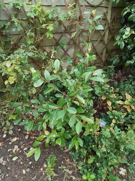 Photo of free 3 x evergreen garden shrubs (Burntwood WS7) #3