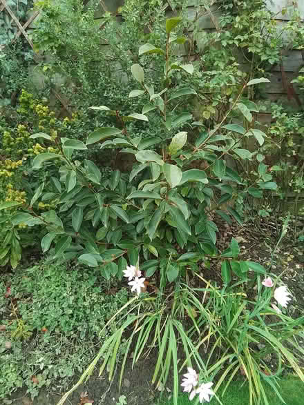 Photo of free 3 x evergreen garden shrubs (Burntwood WS7) #1