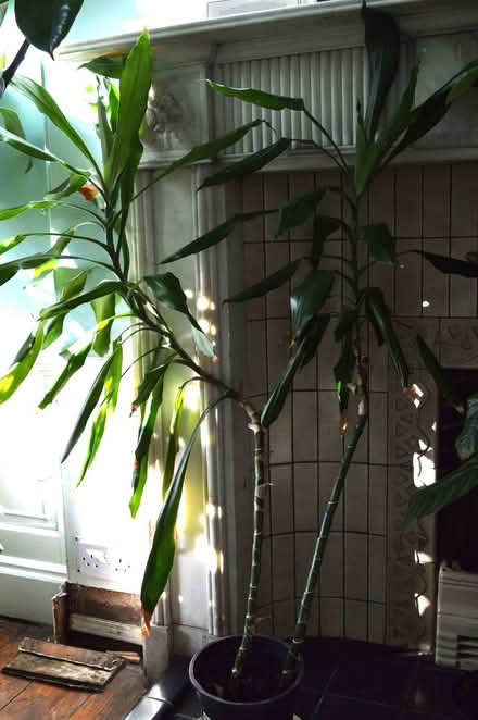 Photo of free House plants (Newington EH9) #2