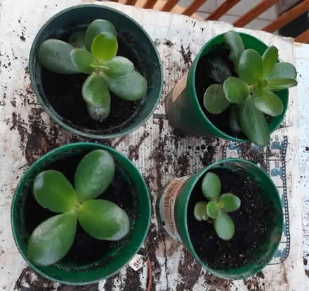 Photo of free Two money plants wanting a new home (Torbay) #1