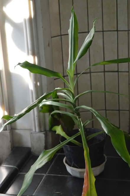 Photo of free House plants (Newington EH9) #4