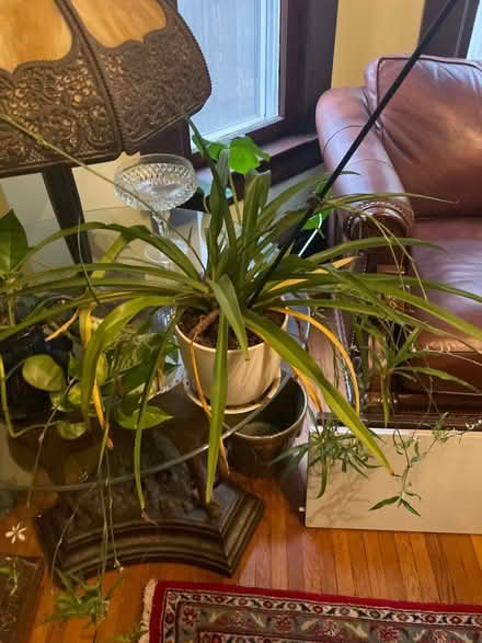 Photo of free Spider plant starts (Old North / Univ District) #1