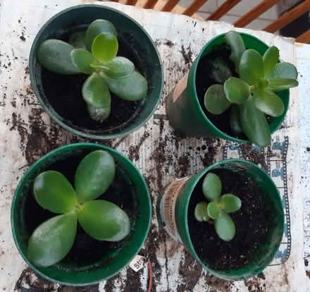 Photo of free Baby 'Money' plants to give to new home (Copythorne TQ5) #1