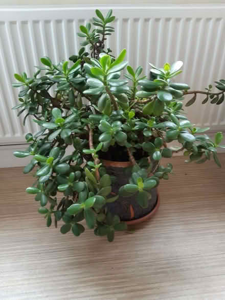 Photo of free Baby 'Money' plants to give to new home (Copythorne TQ5) #2