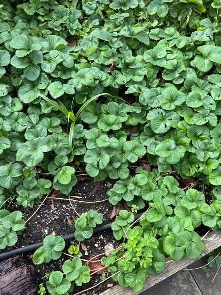 Photo of free Strawberry plants galore. (Seaford BN25) #1