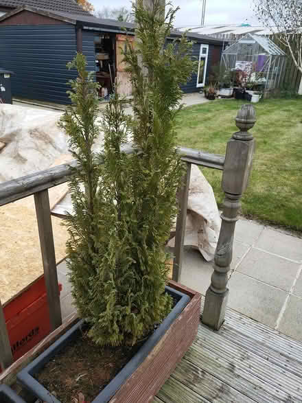 Photo of free Fir trees x 6 (Dunmurry area) #2