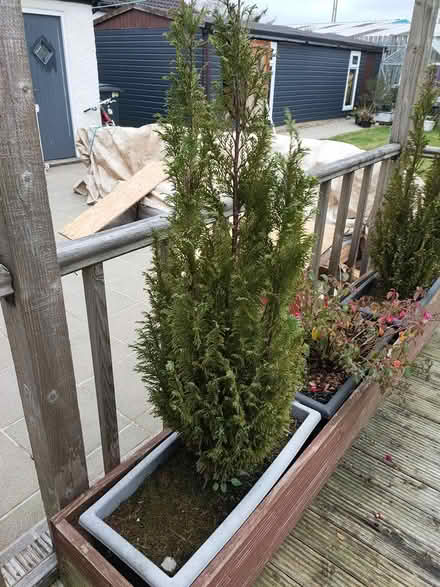 Photo of free Fir trees x 6 (Dunmurry area) #1