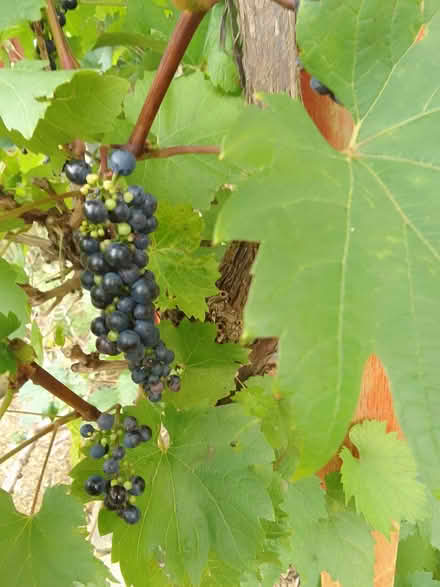 Photo of free grapes (Great Glen LE8) #1