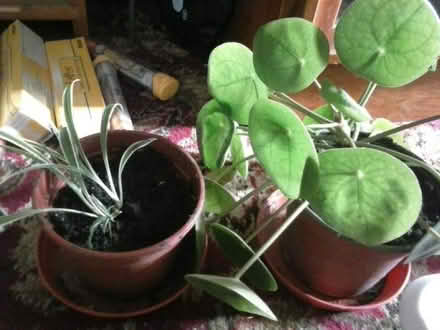 Photo of free Houseplants (Holloway DE4) #3