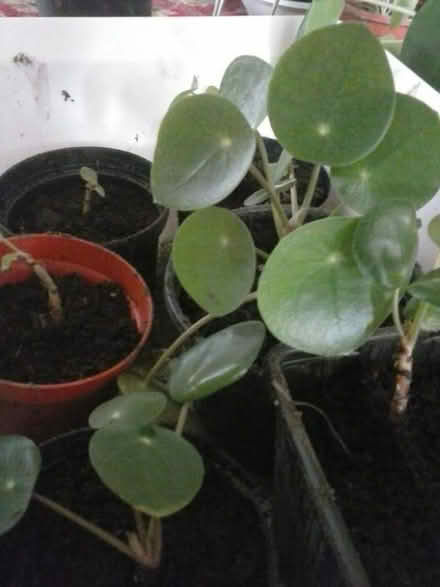 Photo of free Houseplants (Holloway DE4) #2