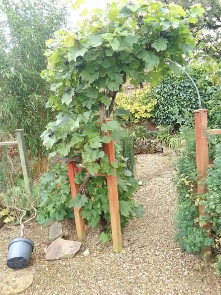 Photo of free grapes (Great Glen LE8) #2