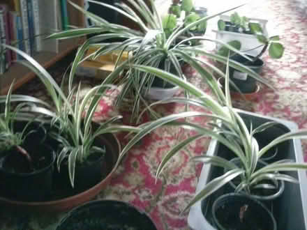 Photo of free Houseplants (Holloway DE4) #1