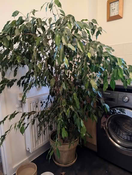 Photo of free Large Weeping Fig Tree House plant (Lansdown) #1