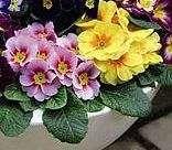 Photo of free Small primrose type plants (Leigh-on-Sea SS9) #1