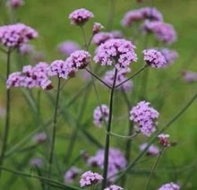 Photo of free Verbena Bonariensis plants (Leigh-on-Sea SS9) #1