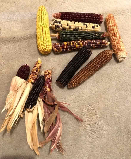 Photo of free Colored corn for fall (Shorewood (Burien)) #1