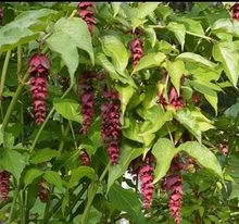 Photo of free young Pheasant Berry - Leycesteria plants (Leigh-on-Sea SS9) #1