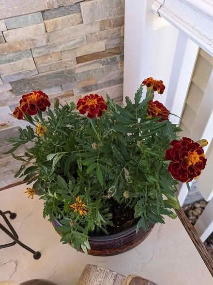 Photo of free Marigold seeds (Belford, N.J.) #1