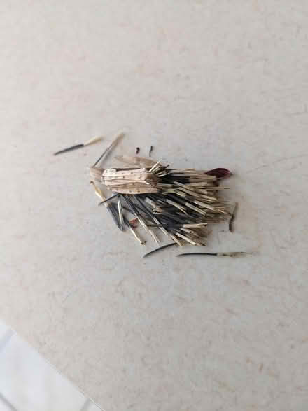 Photo of free Marigold seeds (Belford, N.J.) #3