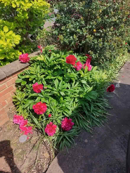 Photo of free Peony rhyzomes. (Lawns SN3) #3