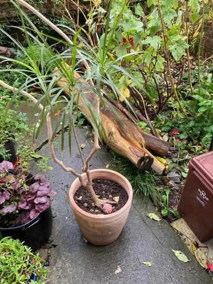 Photo of free Dragon plant in terracotta pot (Glastonbury BA6) #1