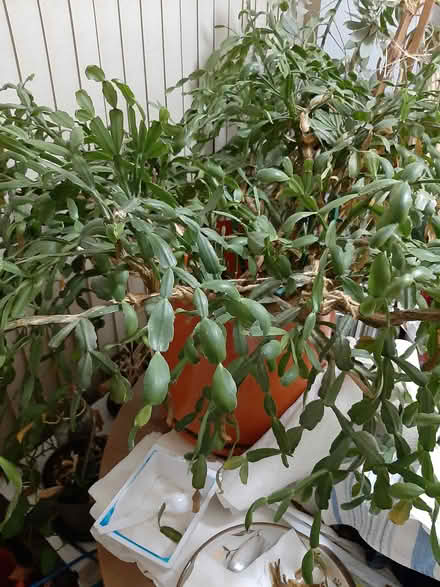 Photo of free large jade plant (Brampton/Mississ) #1