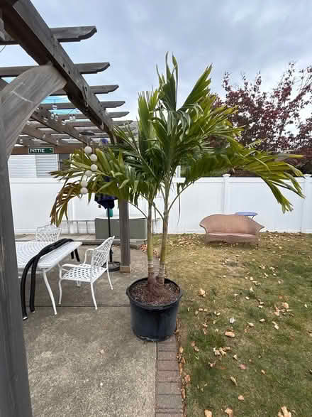 Photo of free Palm Tree (Lynbrook NY) #1