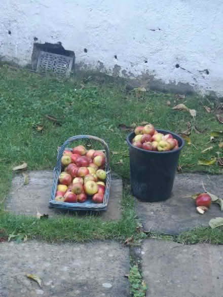 Photo of free Apples, apples, apples (Joppa EH15) #1