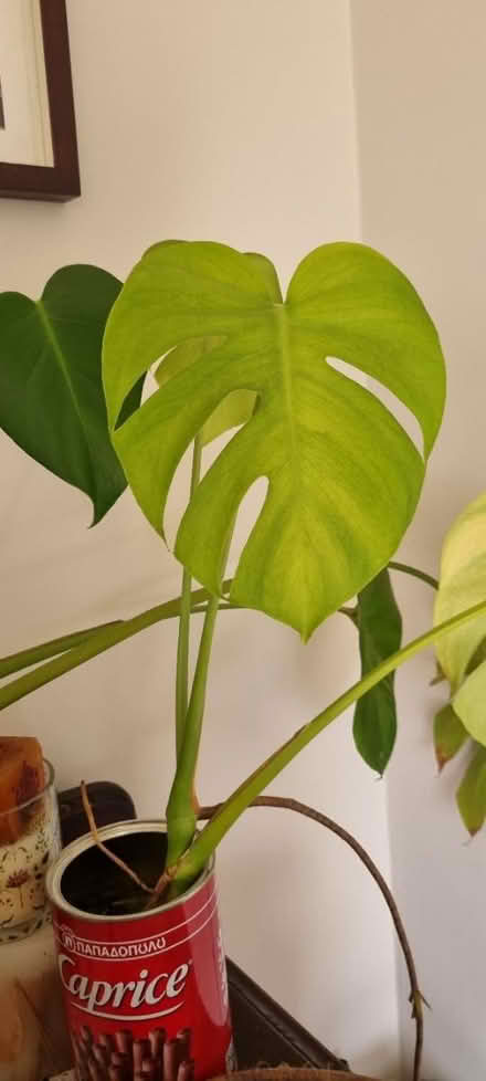 Photo of free 3 monstera plants - well rooted (SE25) #1