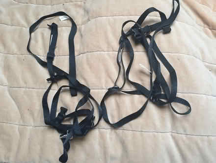 Photo of free kitten harness & lead (Hove Green BN3) #1