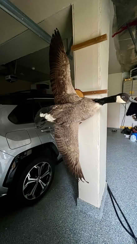 Photo of free Mounted Canadian Goose, Pheasant (Northwest Plymouth) #1