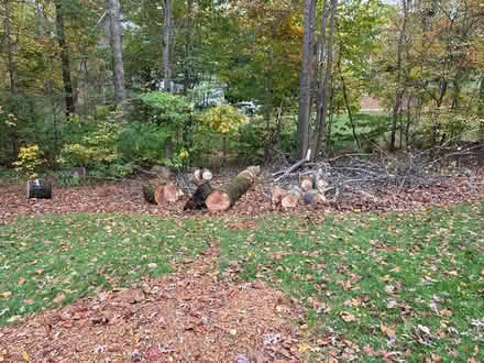 Photo of free Hickory tree for firewood (6969 Brandi Wood Cir) #1