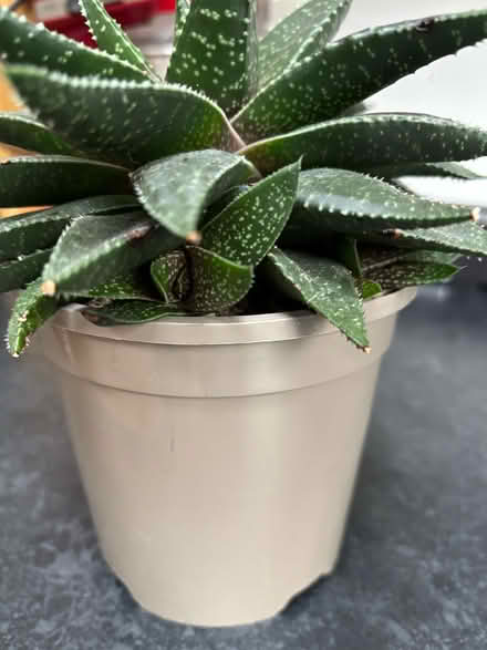 Photo of free Lace Aloe Succulent (Wigston Magna) #2