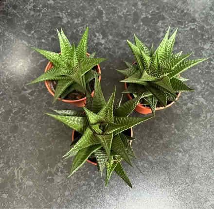 Photo of free Haworthiopsis limifolia (Haworthia) (Wigston Magna) #2