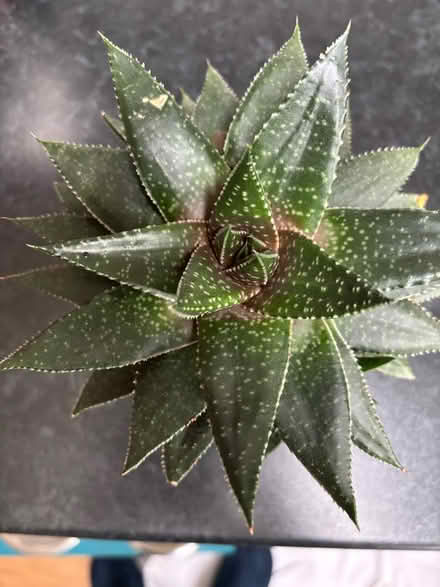 Photo of free Lace Aloe Succulent (Wigston Magna) #3