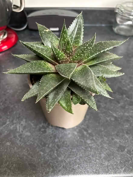 Photo of free Lace Aloe Succulent (Wigston Magna) #1