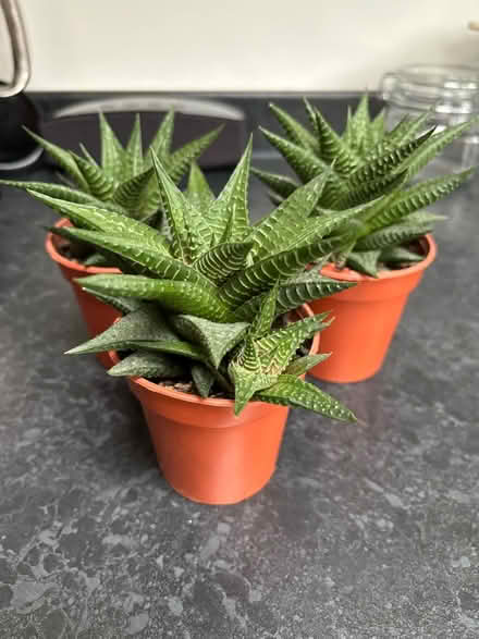 Photo of free Haworthiopsis limifolia (Haworthia) (Wigston Magna) #1