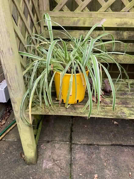 Photo of free Large Spider Plant (Wimbledon Village SW19) #1