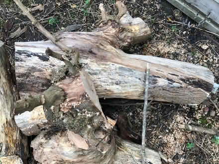 Photo of free Wood for burning (Leamington Spa (Leamington Spa (CV32)) #3