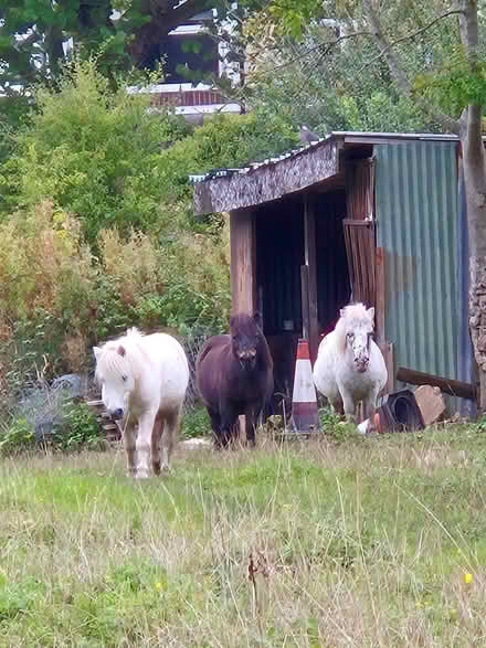 Photo of free Horse manure (Prenton CH43) #1