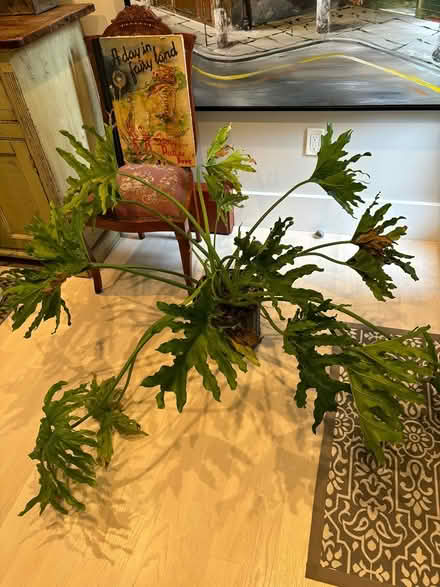 Photo of free House plant (Chestnut Hill/ Newton) #1